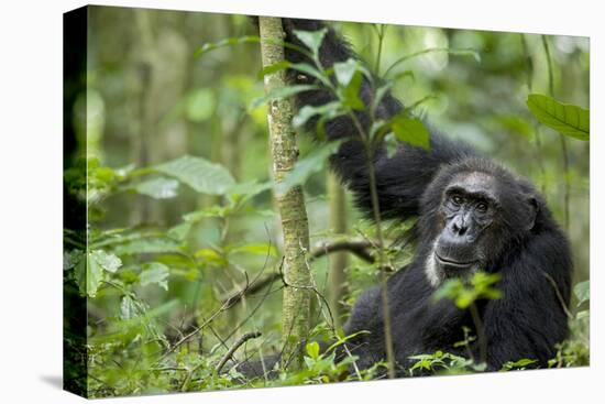 Africa, Uganda, Kibale National Park. Wild male chimpanzee stares, his face relaxed.-Kristin Mosher-Stretched Canvas