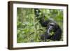 Africa, Uganda, Kibale National Park. Wild male chimpanzee stares, his face relaxed.-Kristin Mosher-Framed Photographic Print