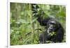 Africa, Uganda, Kibale National Park. Wild male chimpanzee stares, his face relaxed.-Kristin Mosher-Framed Photographic Print