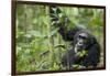 Africa, Uganda, Kibale National Park. Wild male chimpanzee stares, his face relaxed.-Kristin Mosher-Framed Photographic Print