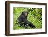 Africa, Uganda, Kibale National Park. Young adult chimpanzee relaxes on a path.-Kristin Mosher-Framed Photographic Print