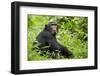 Africa, Uganda, Kibale National Park. Young adult chimpanzee relaxes on a path.-Kristin Mosher-Framed Photographic Print