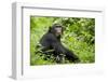 Africa, Uganda, Kibale National Park. Young adult chimpanzee relaxes on a path.-Kristin Mosher-Framed Photographic Print