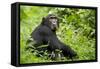 Africa, Uganda, Kibale National Park. Young adult chimpanzee relaxes on a path.-Kristin Mosher-Framed Stretched Canvas