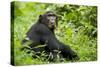 Africa, Uganda, Kibale National Park. Young adult chimpanzee relaxes on a path.-Kristin Mosher-Stretched Canvas