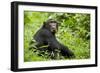 Africa, Uganda, Kibale National Park. Young adult chimpanzee relaxes on a path.-Kristin Mosher-Framed Photographic Print