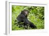 Africa, Uganda, Kibale National Park. Young adult chimpanzee relaxes on a path.-Kristin Mosher-Framed Photographic Print