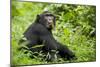 Africa, Uganda, Kibale National Park. Young adult chimpanzee relaxes on a path.-Kristin Mosher-Mounted Photographic Print