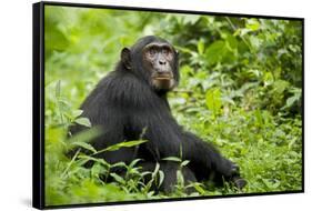 Africa, Uganda, Kibale National Park. Young adult chimpanzee relaxes on a path.-Kristin Mosher-Framed Stretched Canvas