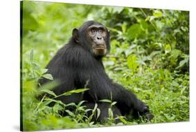 Africa, Uganda, Kibale National Park. Young adult chimpanzee relaxes on a path.-Kristin Mosher-Stretched Canvas