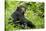 Africa, Uganda, Kibale National Park. Young adult chimpanzee relaxes on a path.-Kristin Mosher-Stretched Canvas