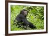 Africa, Uganda, Kibale National Park. Young adult chimpanzee relaxes on a path.-Kristin Mosher-Framed Photographic Print