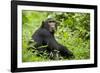 Africa, Uganda, Kibale National Park. Young adult chimpanzee relaxes on a path.-Kristin Mosher-Framed Photographic Print