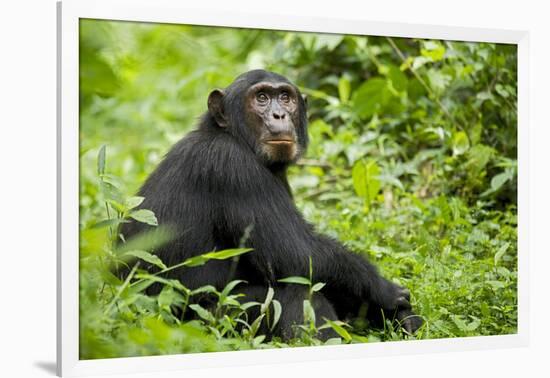 Africa, Uganda, Kibale National Park. Young adult chimpanzee relaxes on a path.-Kristin Mosher-Framed Photographic Print