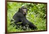 Africa, Uganda, Kibale National Park. Young adult chimpanzee relaxes on a path.-Kristin Mosher-Framed Photographic Print