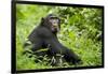 Africa, Uganda, Kibale National Park. Young adult chimpanzee relaxes on a path.-Kristin Mosher-Framed Photographic Print