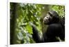 Africa, Uganda, Kibale National Park. Young adult male chimpanzee eating figs.-Kristin Mosher-Framed Photographic Print