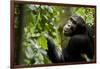 Africa, Uganda, Kibale National Park. Young adult male chimpanzee eating figs.-Kristin Mosher-Framed Photographic Print