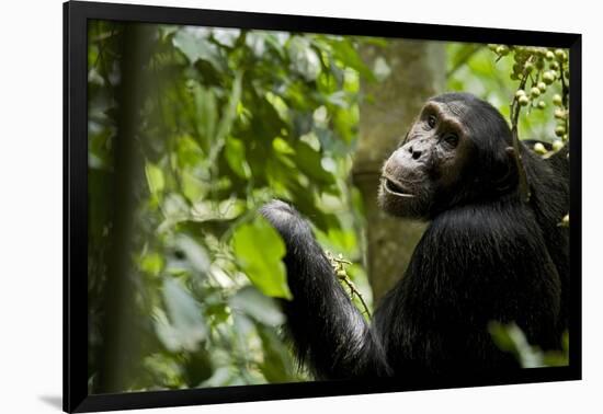 Africa, Uganda, Kibale National Park. Young adult male chimpanzee eating figs.-Kristin Mosher-Framed Photographic Print