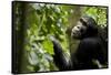 Africa, Uganda, Kibale National Park. Young adult male chimpanzee eating figs.-Kristin Mosher-Framed Stretched Canvas