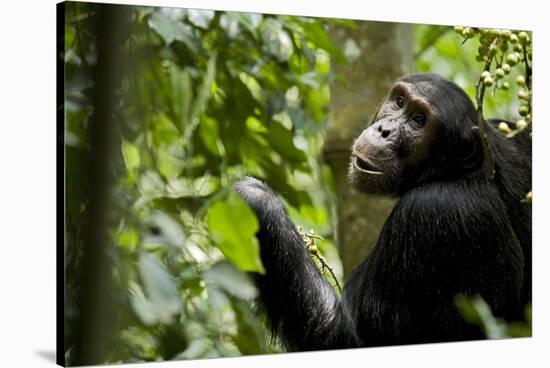 Africa, Uganda, Kibale National Park. Young adult male chimpanzee eating figs.-Kristin Mosher-Stretched Canvas