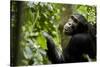 Africa, Uganda, Kibale National Park. Young adult male chimpanzee eating figs.-Kristin Mosher-Stretched Canvas