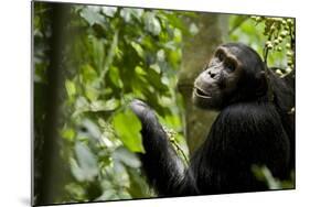 Africa, Uganda, Kibale National Park. Young adult male chimpanzee eating figs.-Kristin Mosher-Mounted Photographic Print