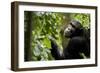 Africa, Uganda, Kibale National Park. Young adult male chimpanzee eating figs.-Kristin Mosher-Framed Photographic Print