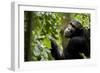 Africa, Uganda, Kibale National Park. Young adult male chimpanzee eating figs.-Kristin Mosher-Framed Photographic Print