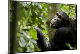 Africa, Uganda, Kibale National Park. Young adult male chimpanzee eating figs.-Kristin Mosher-Mounted Photographic Print