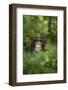 Africa, Uganda, Kibale National Park. Young adult male chimpanzee, 'Wes'-Kristin Mosher-Framed Photographic Print