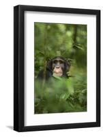 Africa, Uganda, Kibale National Park. Young adult male chimpanzee, 'Wes'-Kristin Mosher-Framed Photographic Print
