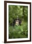 Africa, Uganda, Kibale National Park. Young adult male chimpanzee, 'Wes'-Kristin Mosher-Framed Photographic Print