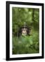 Africa, Uganda, Kibale National Park. Young adult male chimpanzee, 'Wes'-Kristin Mosher-Framed Photographic Print