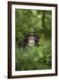 Africa, Uganda, Kibale National Park. Young adult male chimpanzee, 'Wes'-Kristin Mosher-Framed Premium Photographic Print