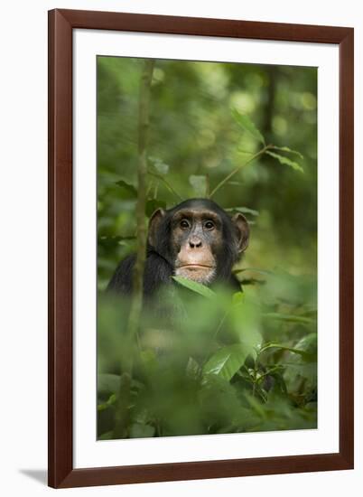 Africa, Uganda, Kibale National Park. Young adult male chimpanzee, 'Wes'-Kristin Mosher-Framed Premium Photographic Print