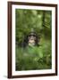 Africa, Uganda, Kibale National Park. Young adult male chimpanzee, 'Wes'-Kristin Mosher-Framed Premium Photographic Print