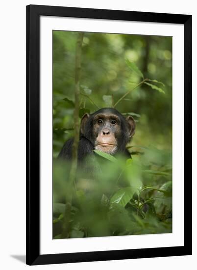 Africa, Uganda, Kibale National Park. Young adult male chimpanzee, 'Wes'-Kristin Mosher-Framed Premium Photographic Print