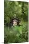 Africa, Uganda, Kibale National Park. Young adult male chimpanzee, 'Wes'-Kristin Mosher-Mounted Premium Photographic Print
