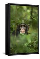Africa, Uganda, Kibale National Park. Young adult male chimpanzee, 'Wes'-Kristin Mosher-Framed Stretched Canvas