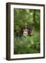 Africa, Uganda, Kibale National Park. Young adult male chimpanzee, 'Wes'-Kristin Mosher-Framed Photographic Print