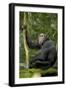 Africa, Uganda, Kibale National Park. Young chimpanzee listening.-Kristin Mosher-Framed Photographic Print