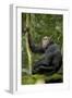 Africa, Uganda, Kibale National Park. Young chimpanzee listening.-Kristin Mosher-Framed Photographic Print