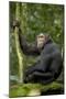 Africa, Uganda, Kibale National Park. Young chimpanzee listening.-Kristin Mosher-Mounted Photographic Print