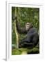 Africa, Uganda, Kibale National Park. Young chimpanzee listening.-Kristin Mosher-Framed Premium Photographic Print