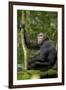 Africa, Uganda, Kibale National Park. Young chimpanzee listening.-Kristin Mosher-Framed Premium Photographic Print