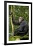 Africa, Uganda, Kibale National Park. Young chimpanzee listening.-Kristin Mosher-Framed Premium Photographic Print