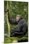 Africa, Uganda, Kibale National Park. Young chimpanzee listening.-Kristin Mosher-Mounted Premium Photographic Print