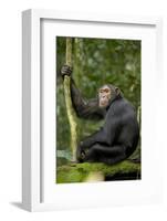 Africa, Uganda, Kibale National Park. Young chimpanzee listening.-Kristin Mosher-Framed Photographic Print