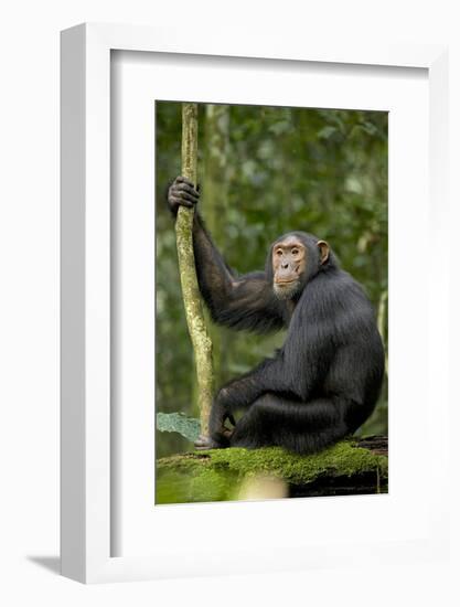 Africa, Uganda, Kibale National Park. Young chimpanzee listening.-Kristin Mosher-Framed Photographic Print